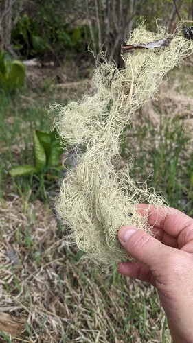 Photograph of Alectoria lichen in its natural habitat