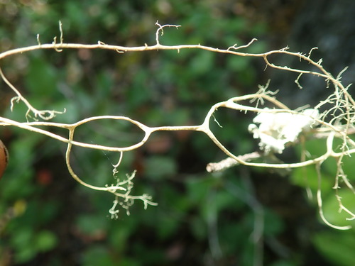 Alectoria photograph