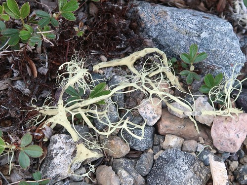 Alectoria photograph