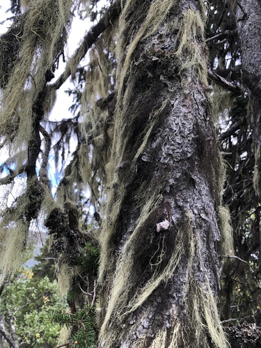 Alectoria photograph