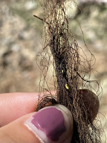 Photograph of Bryoria lichen in its natural habitat