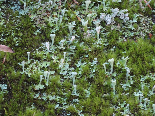 Cladonia chlorophaea with mealy soredia