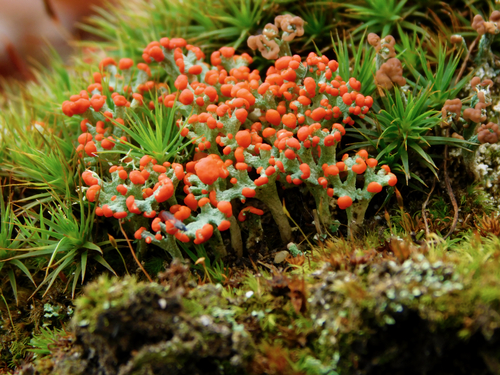 Photograph of Cladonia cristatella lichen in its natural habitat