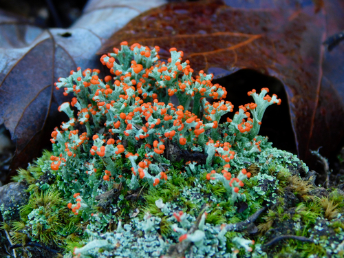 Cladonia cristatella photograph