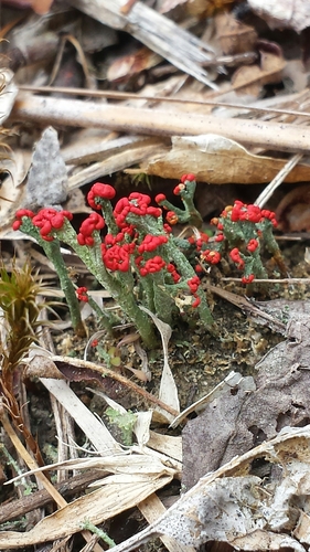 Cladonia cristatella photograph
