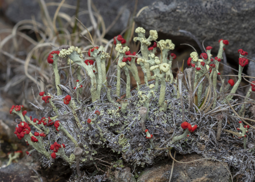 Cladonia cristatella photograph