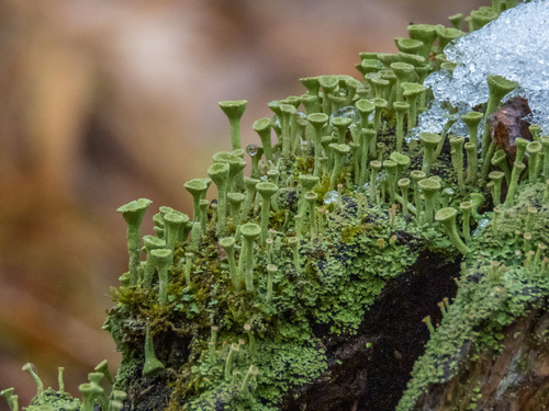 Photograph of Cladonia fimbriata lichen in its natural habitat
