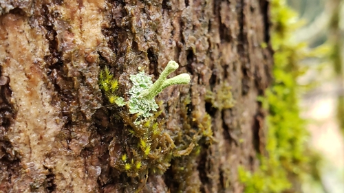 Cladonia fimbriata photograph