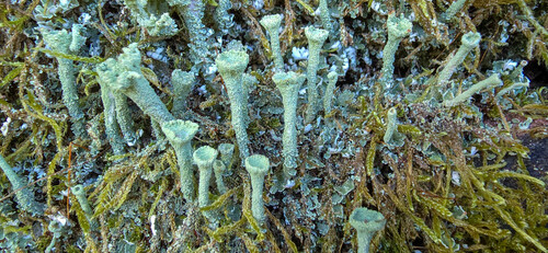 Cladonia fimbriata photograph
