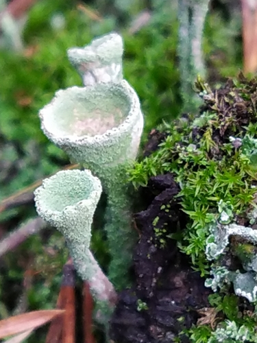 Cladonia fimbriata photograph