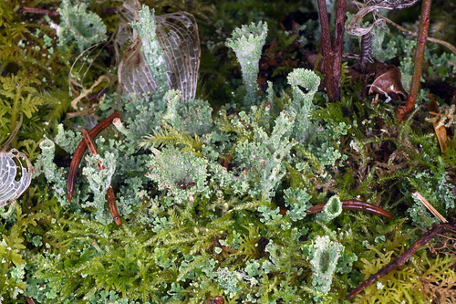 Photograph of Cladonia pyxidata lichen in its natural habitat