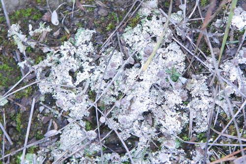 Cladonia pyxidata photograph