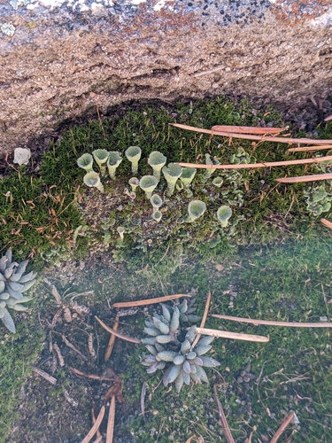 Cladonia pyxidata photograph