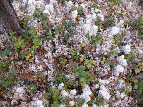 Photograph of Cladonia rangiferina lichen in its natural habitat