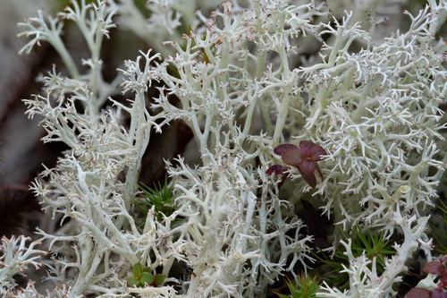 Cladonia rangiferina photograph
