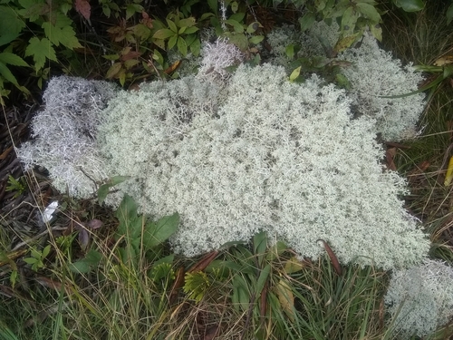 Cladonia rangiferina photograph