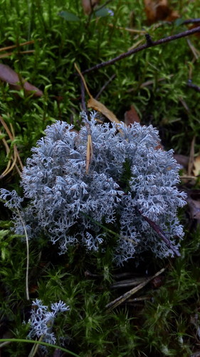 Cladonia rangiferina photograph