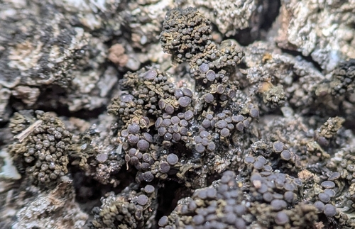 Photograph of Collema lichen in its natural habitat