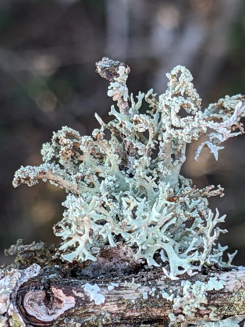 Photograph of Evernia prunastri lichen in its natural habitat