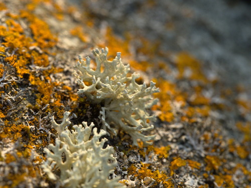 Evernia prunastri photograph