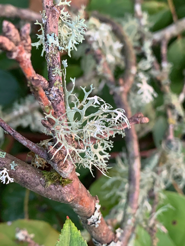 Evernia prunastri photograph