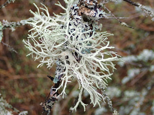 Evernia prunastri photograph