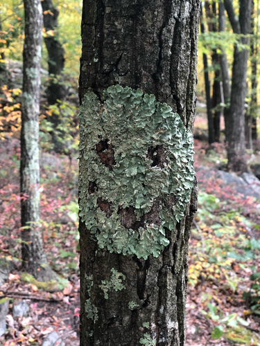 Photograph of Flavoparmelia caperata lichen in its natural habitat