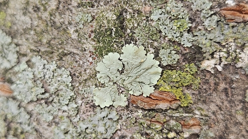 Flavoparmelia caperata photograph