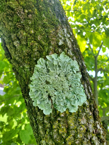 Flavoparmelia caperata photograph