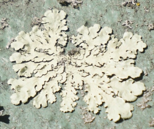 Flavoparmelia caperata photograph