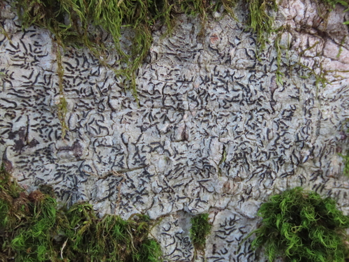 Photograph of Graphis scripta lichen in its natural habitat