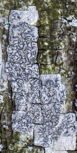 Graphis scripta photograph