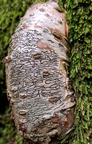 Graphis scripta photograph