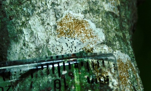 Graphis scripta photograph