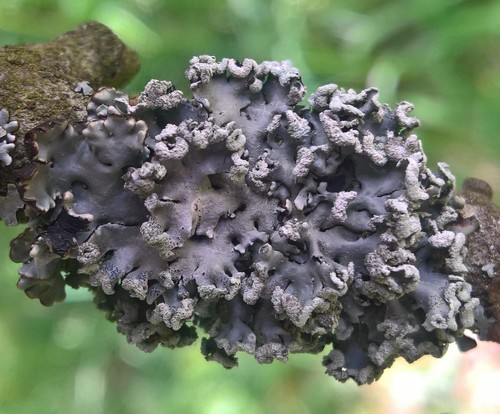 Photograph of Hypogymnia physodes lichen in its natural habitat