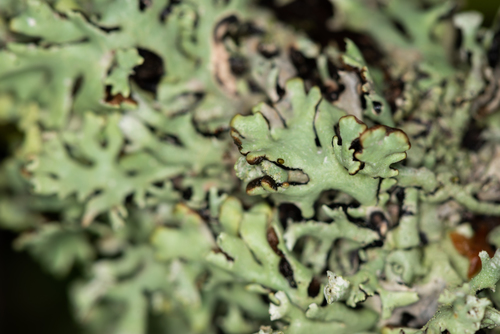 Hypogymnia physodes photograph