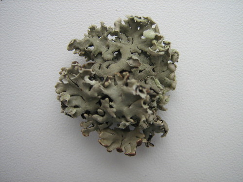 Hypogymnia physodes photograph