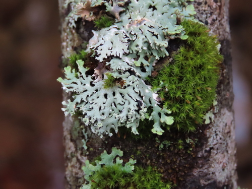 Hypogymnia physodes photograph