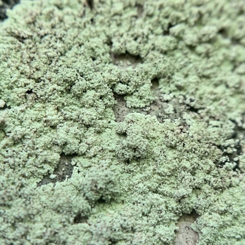 Photograph of Lepraria finkii lichen in its natural habitat