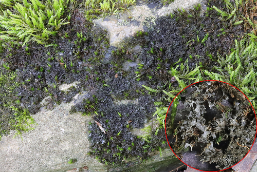 Photograph of Leptogium lichen in its natural habitat