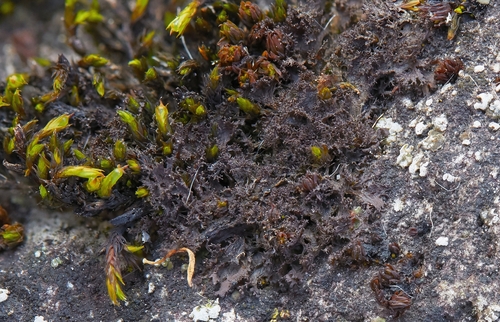 Leptogium photograph