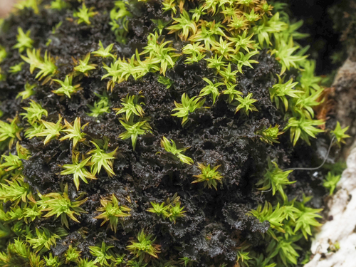 Leptogium photograph