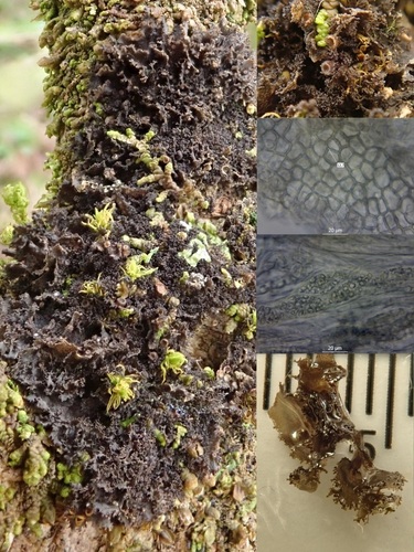 Leptogium photograph