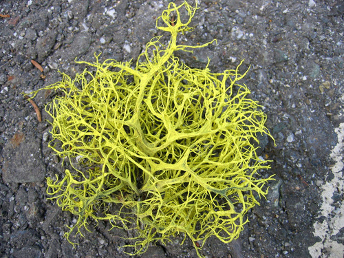 Photograph of Letharia vulpina lichen in its natural habitat