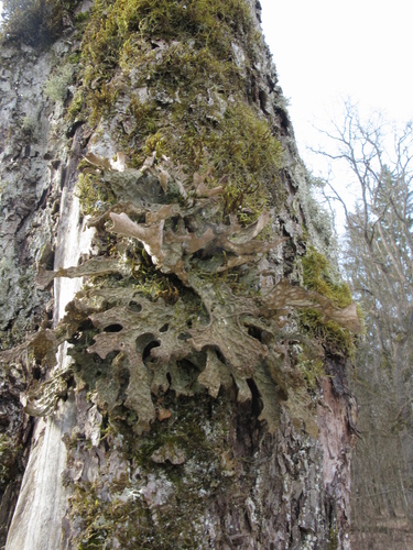Photograph of Lobaria pulmonaria lichen in its natural habitat