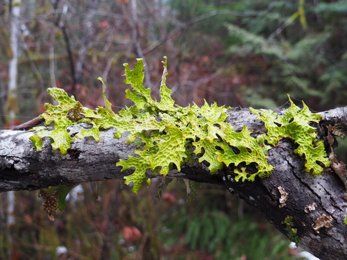 Lobaria pulmonaria photograph