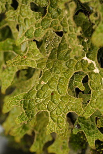 Lobaria pulmonaria photograph