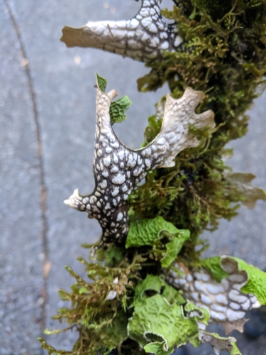 Lobaria pulmonaria photograph