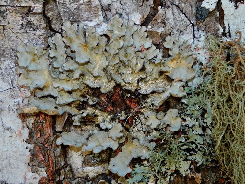 Photograph of Lobaria scrobiculata lichen in its natural habitat
