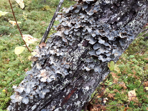Lobaria scrobiculata photograph